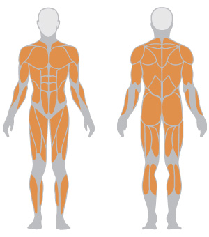 Target Muscles - All Muscle Groups