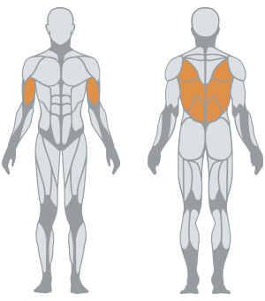 Muscles Targeted