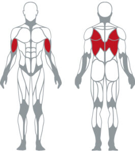 muscoli